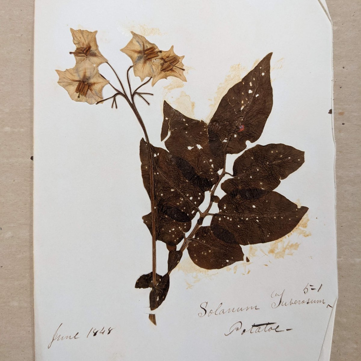 Rutgers_SCUA's tweet photo. Loving these dried flowers and leaves found in the William Kitchell Papers.
#Rutgers #RutgersLibraries #RutgersSCUA #IGLibraries #SpecialCollections #PressedFlower https://t.co/RC2rSJpZeQ