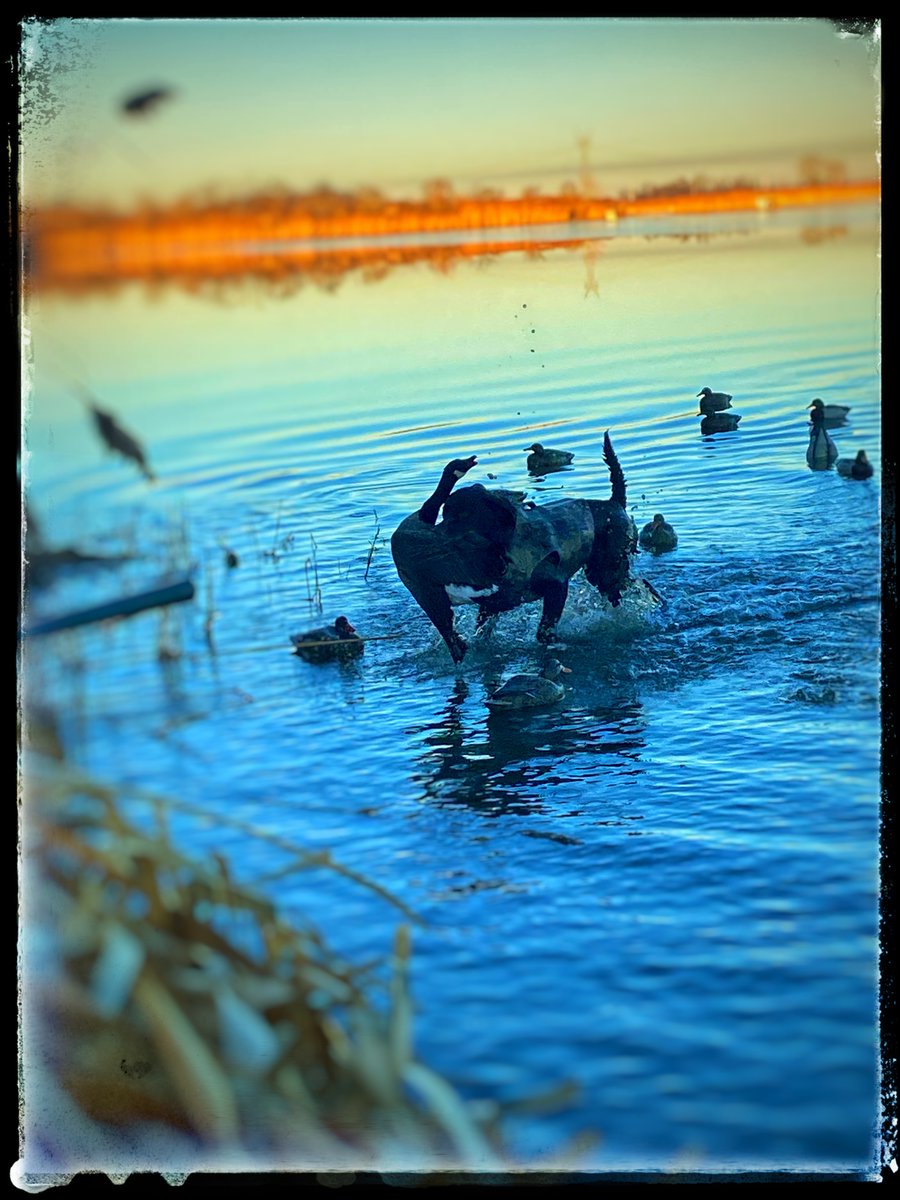 Mazonia Hunt Club tweet media