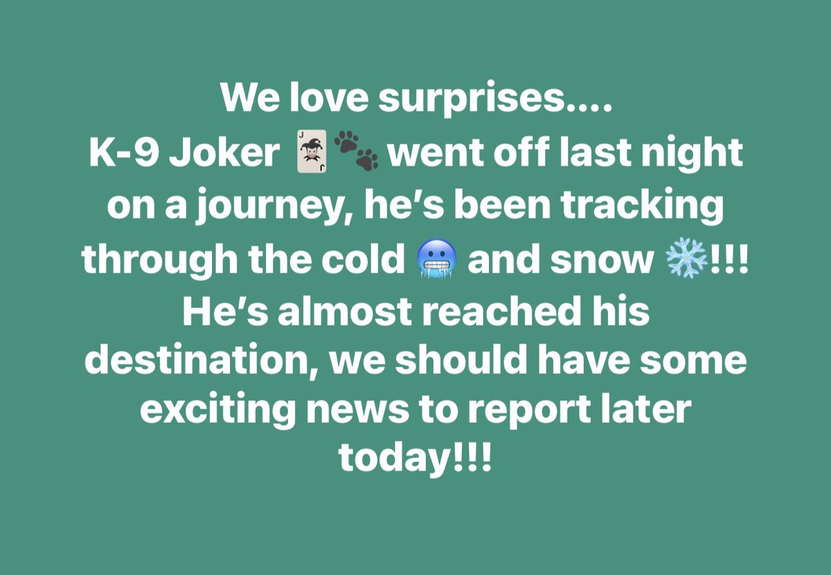What is the Jokester up to now??? 

#k9 #k9joker #k9unit #k9handler #joker #itsbeginningtolookalotlikechristmas #coulditbe #snow #cold #whereisjoker #joker #jokernation #tracking #searching #oakboropd #humanizethebadge #community #oakboronc #stanlycounty #northcarolina