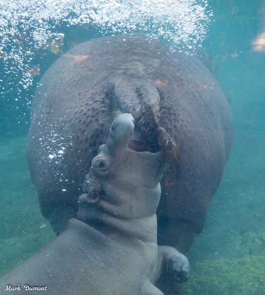 Cincinnati Zoo on Twitter: Cincinnati Zoo on Twitter: