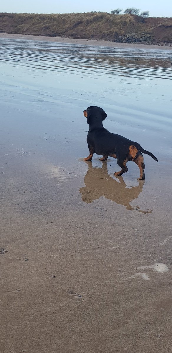 ljflans's tweet photo. #Northumberland #seatonpoint for the weekend again. Cant beat walking along the coast line. Darcy's happy place too #daschund https://t.co/sywSLPvR7c