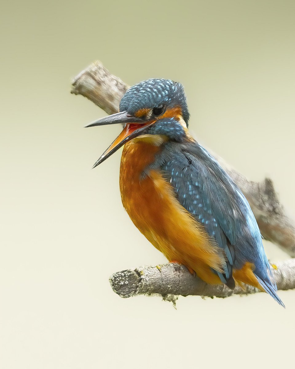 macro_action's tweet photo. Talk isn’t cheep https://t.co/oDs1rP2VlR