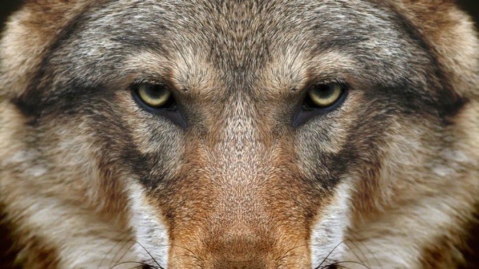 Michal Wiezik MEP tweet media