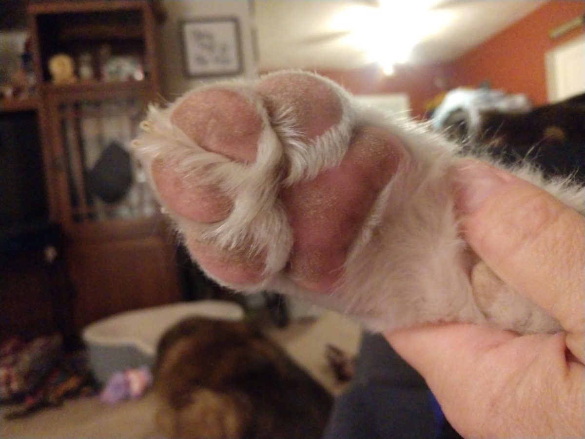 MsLovesPE's tweet photo. @bunsenbernerbmd Here ya go. Woodrow up close. https://t.co/XimCELvCFu