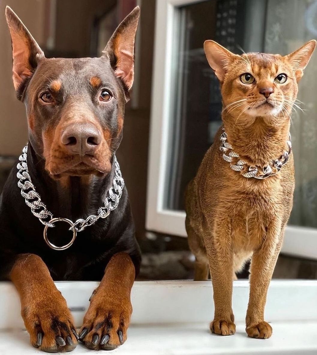 DogDeRue's tweet photo. 🥰 Dimanche en famille 📸 doberman.apollo.natalia
.
dogderue⁣⁣ - Vêtements &amp; Accessoires pour chien⁣
.⁣⁣
#doberman #chien #dog #dogderue #sunday #family #dobermanofinstagram #dobermansofig https://t.co/fNSOMcGpn3