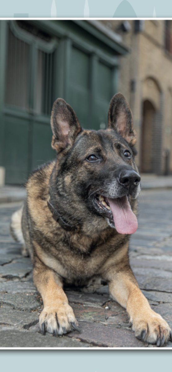 lrpduk's tweet photo. RPD Robbie is 12 today! 🥳 

Robbie is next years Mr. May &amp; to find out all about him &amp; his ‘criminal location’ you can purchase a calendar from https://t.co/DgJHf1fERL. 100% of monies raised from our calendar sales go directly to support the welfare of our retired dogs. 

🐶🐾💙 https://t.co/NsBPoz0AfF