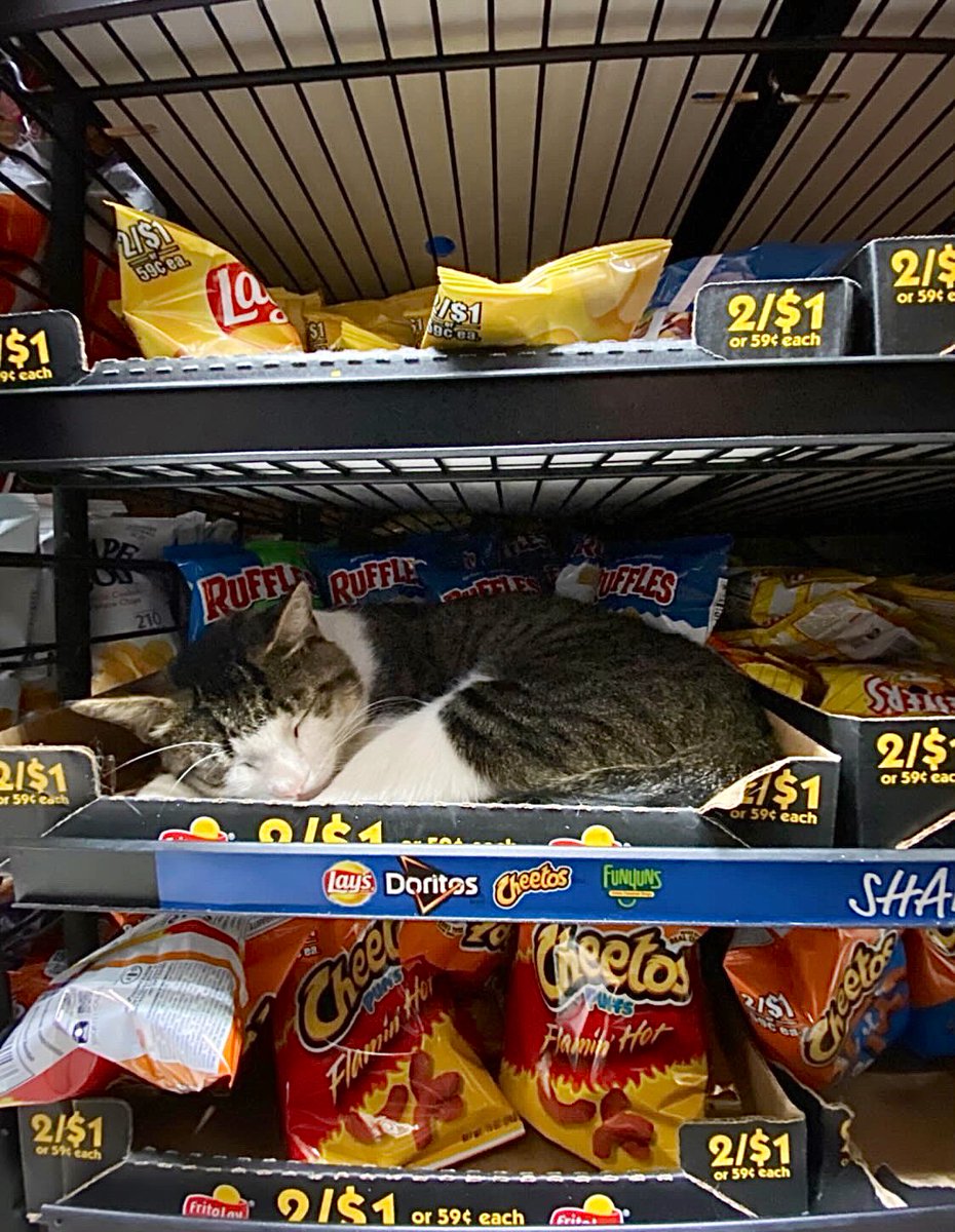 Bodega Cats tweet media