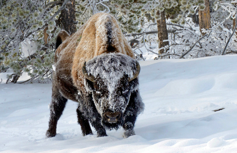 ConservationFLs's tweet photo. All American bison have some domestic cattle DNA. Some bison herds were thought still to be genetically pure, but in an effort to save the “American buffalo” from going extinct, ranchers long ago cross-bred survivors with cattle. https://t.co/zw3y5xyWu2 https://t.co/MsYomzNmEp