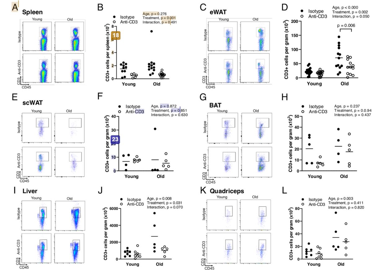 GeroScienceAGE's tweet photo. 📢Recommended Reading📖on how the #immunesystem contributes to #age-related #glucoseintolerance⤵
T lymphocyte depletion ameliorates age-related metabolic impairments in mice.
https://t.co/ZaZnkg9FzD
@UUtah @utarlington
#adiposetissue #tlymphocyte #Macrophages https://t.co/cJA2XsC9vI