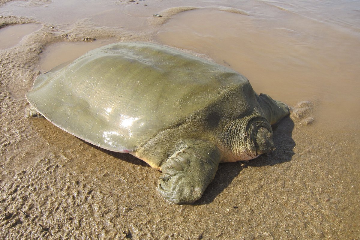 samrobinsongcc's tweet photo. Soft shell turtles are aggressive animals and can deliver rather painful bites. Despite this they do not have beaks at all. 
#softshellturtle #turtlefact https://t.co/YEggppkg0Q
