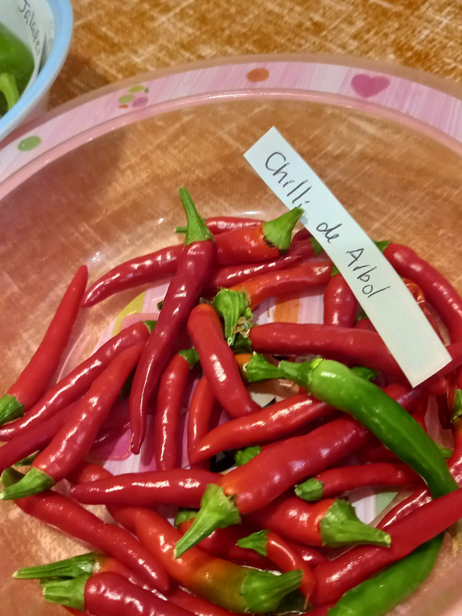 RobinsRoses's tweet photo. All my chillies are harvested now. It's now time to over winter them. https://t.co/tunu2SLzpI