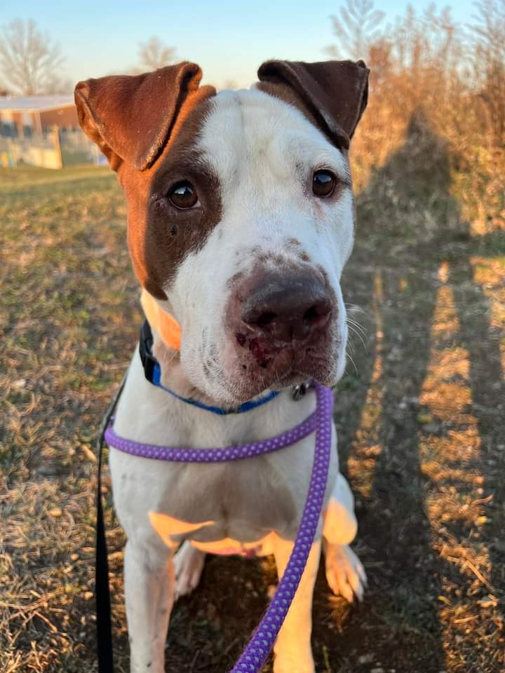 KarenSConniff's tweet image. #Gerkin #CLE #OH #ADOPT Hi! My name is Gerkin! I'm about 3 years old. I am a sweet active pup! I am very playful and I know sit. Visit tinyurl.com/meetacitydog