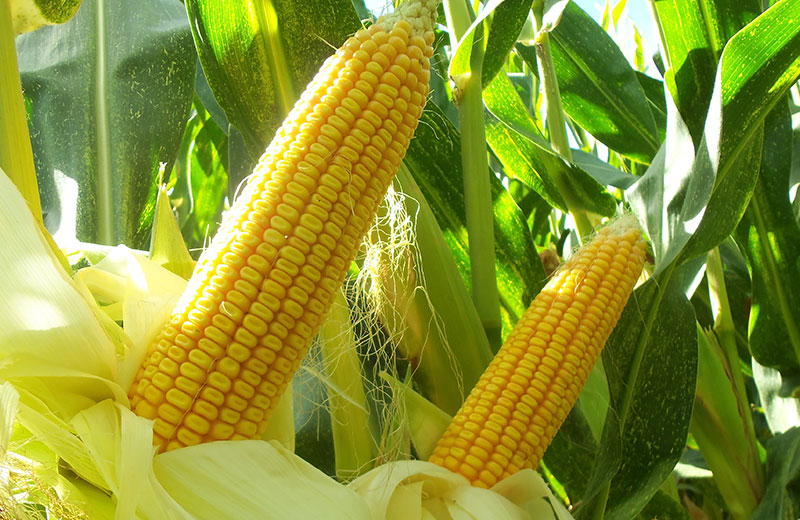 SemillasFito's tweet photo. ๐ฝ๐พ In our #FieldCrop division we work with 15 #maize and 6 #sunflower segments, which constitute a wide range of specific products for dry, heat, heat and water stress conditions ๐
See all our varieties here โฌ๏ธ
https://t.co/99S52xt0Zd https://t.co/qZIyHlolSs