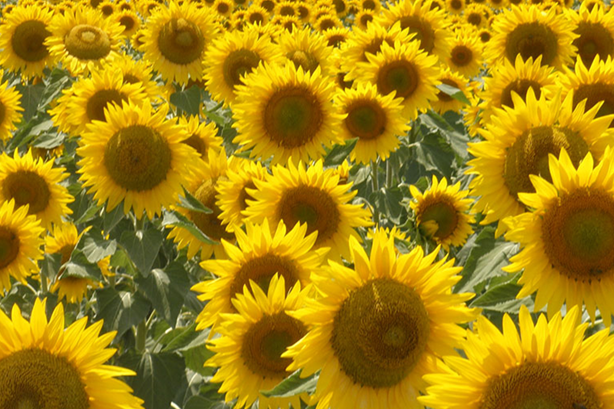 SemillasFito's tweet photo. ๐ฝ๐พ In our #FieldCrop division we work with 15 #maize and 6 #sunflower segments, which constitute a wide range of specific products for dry, heat, heat and water stress conditions ๐
See all our varieties here โฌ๏ธ
https://t.co/99S52xt0Zd https://t.co/qZIyHlolSs