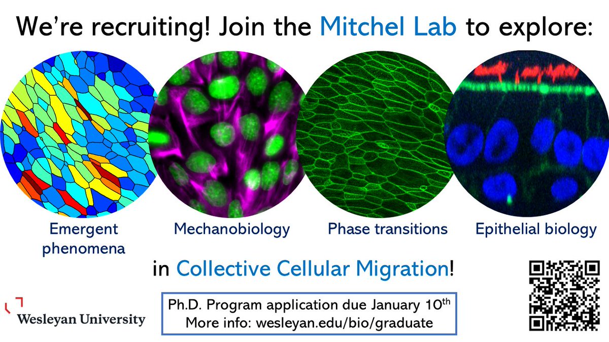 JohnsonFlyLab's tweet photo. People ... please RT ... @drjenmitchel from @CellMigration seminars fame (yes THE drjen!) is recruiting PhD students. Interested in #epithelial cell/tissue biology or #cellmigration? Apply! https://t.co/NaLDsrI5Iv