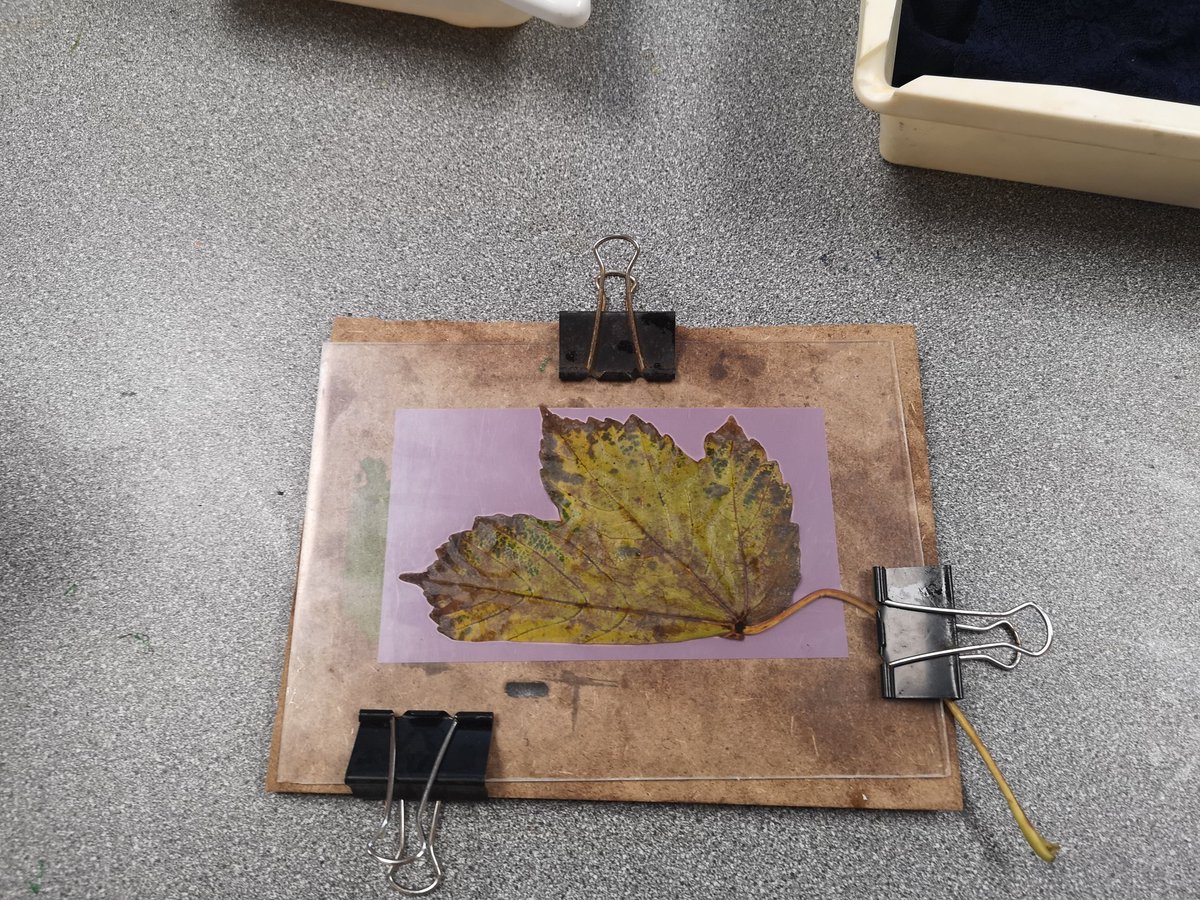 polskipoeta's tweet photo. Great phytogram workshop at @folkhouse with Sophie 😍🙏👏😍
#phytogram #weekend https://t.co/rh3XsZLFqw