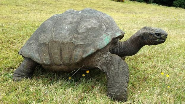 samrobinsongcc's tweet photo. The lifespan of a turtle or a tortoise varies depending on the species, however some species can live up to around 150 years. The oldest living tortoise is Jonathan, a 190 year old tortoise!
#Jonathan the tortoise #Tortoisefact https://t.co/OQ3KHq1Nss