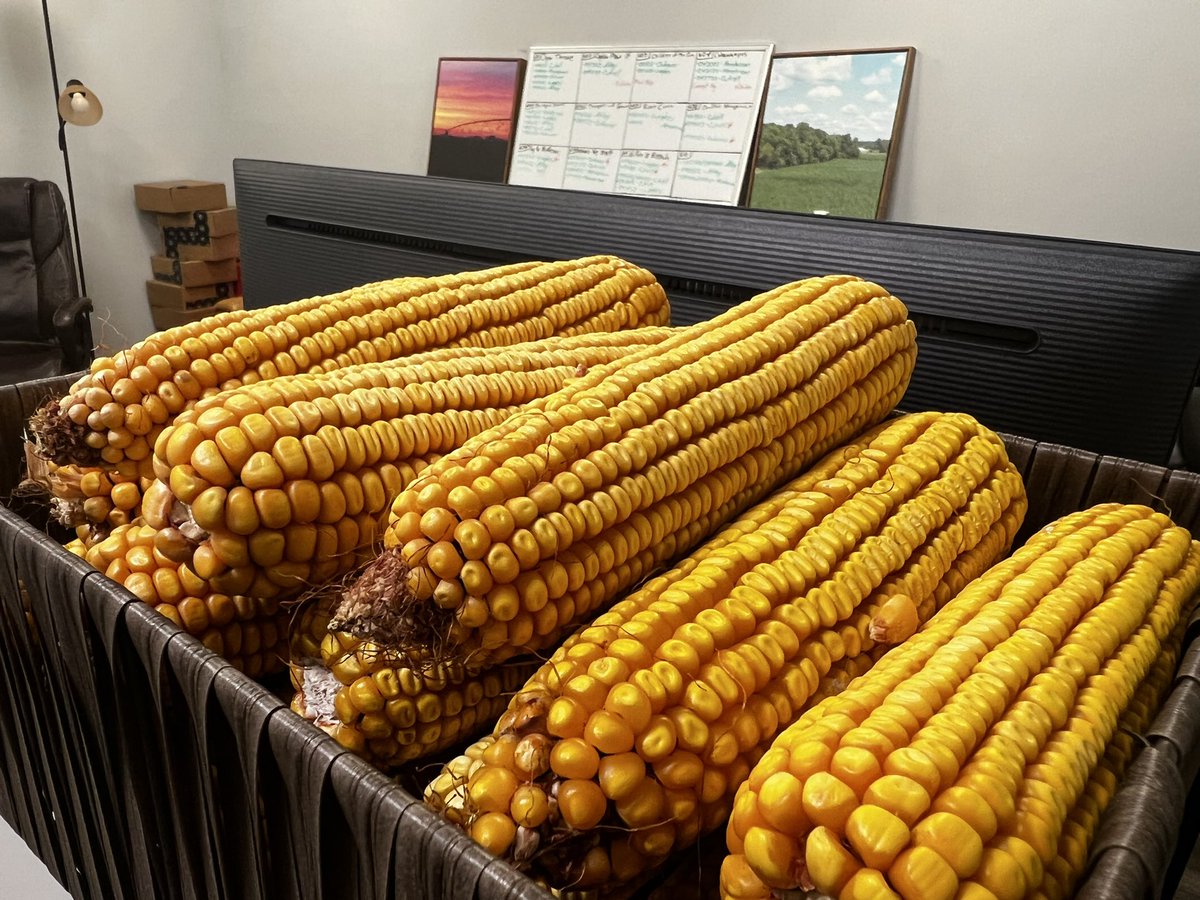 cornwarriorstv's tweet photo. Here are some ears from past years at
#cornwarriors HQ! #earsofglory https://t.co/KW4Q4bbOAj