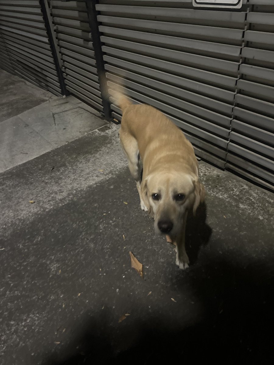 marksaad49's tweet photo. @Vecinodeteca está perdido desde anoche en tecamachalco. Cerca del Chedraui. No tiene collar https://t.co/Wq5K19ObpW