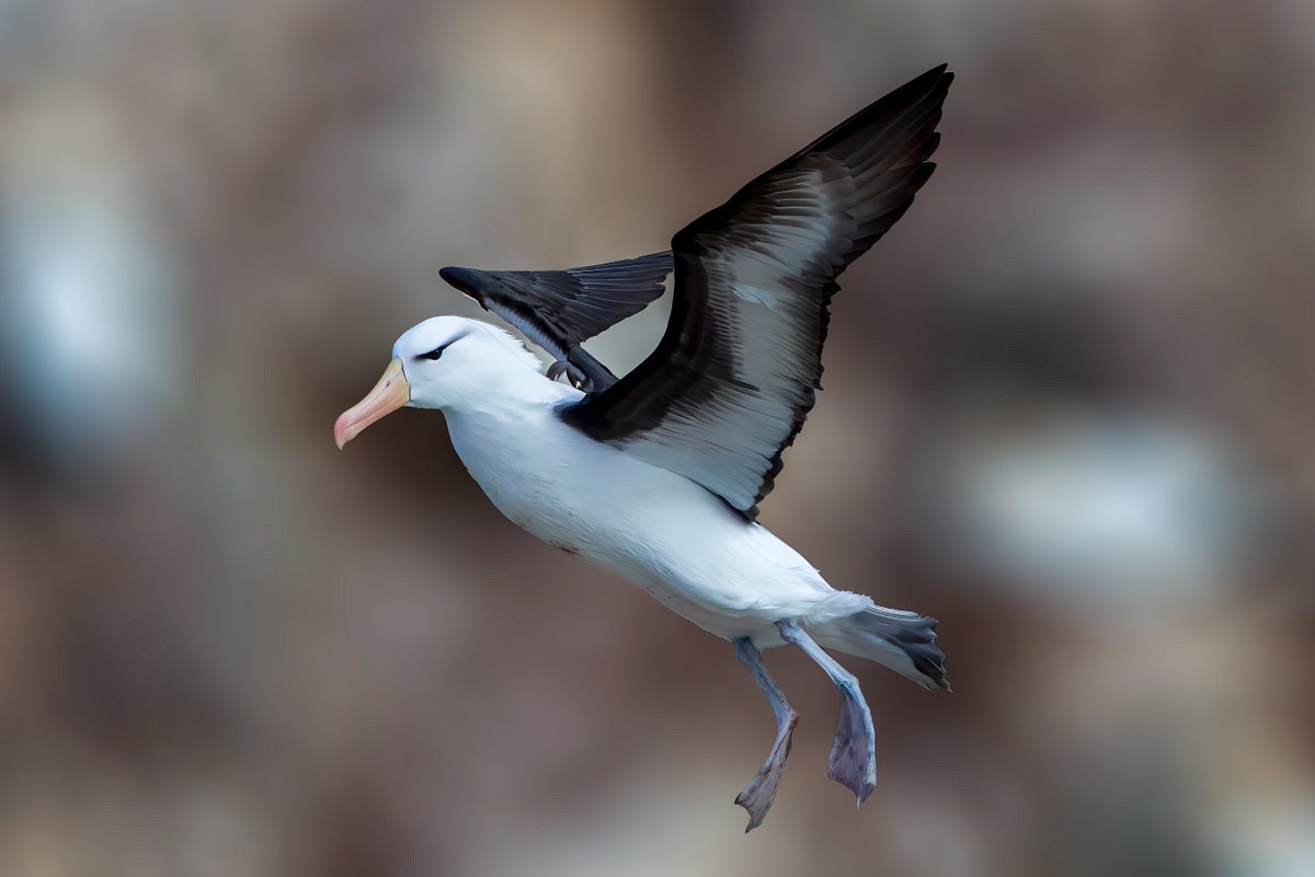 martinroper5462's tweet photo. Black-browed albatross #Bempton #Spring22 #Birds https://t.co/Dnm8oLir0I