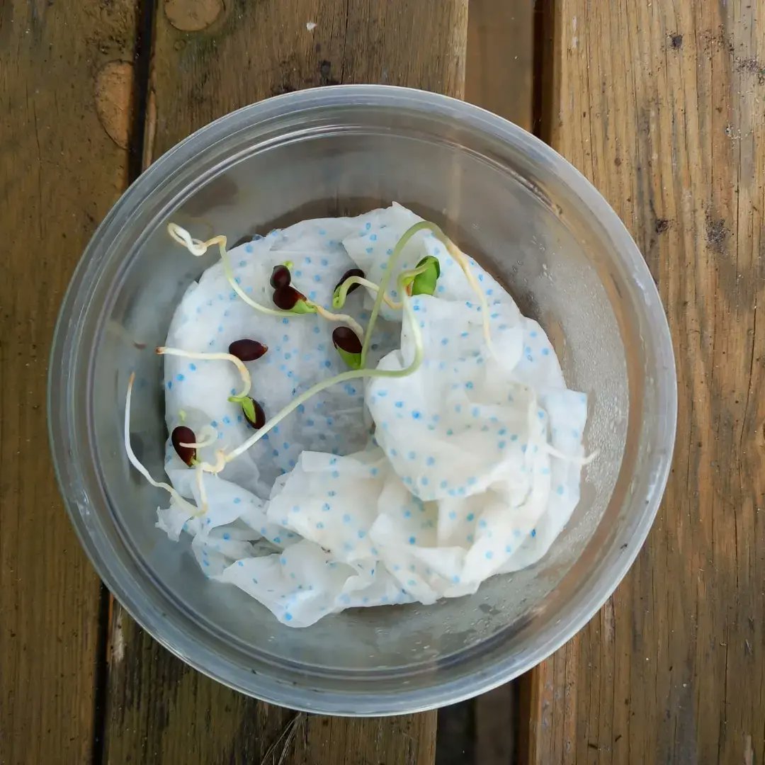 NewBrightonPS's tweet photo. In May of last year, Year 6 pupils decided to see of they could grow their break-time apple pips. After spending 6 months in the fridge (being tricked into thinking its Winter) their science experiments have now sprouted. ππ±ππ±
#nbpsGarden #nbpsLOtC #nbpsYear6 #nbpsScience https://t.co/hYLJcvKMH9