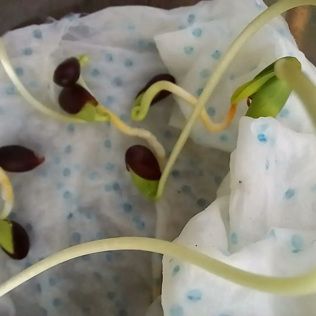 NewBrightonPS's tweet photo. In May of last year, Year 6 pupils decided to see of they could grow their break-time apple pips. After spending 6 months in the fridge (being tricked into thinking its Winter) their science experiments have now sprouted. ππ±ππ±
#nbpsGarden #nbpsLOtC #nbpsYear6 #nbpsScience https://t.co/hYLJcvKMH9