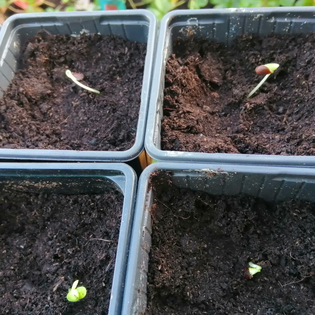 NewBrightonPS's tweet photo. In May of last year, Year 6 pupils decided to see of they could grow their break-time apple pips. After spending 6 months in the fridge (being tricked into thinking its Winter) their science experiments have now sprouted. ππ±ππ±
#nbpsGarden #nbpsLOtC #nbpsYear6 #nbpsScience https://t.co/hYLJcvKMH9