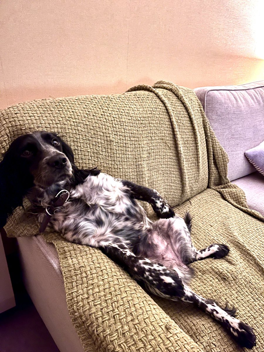 Watching Croatia v Canada with Bonnie, just nipping to the kitchen to get her some beer and crisps 🐾🐾 ⚽️ #FIFAWorldCup