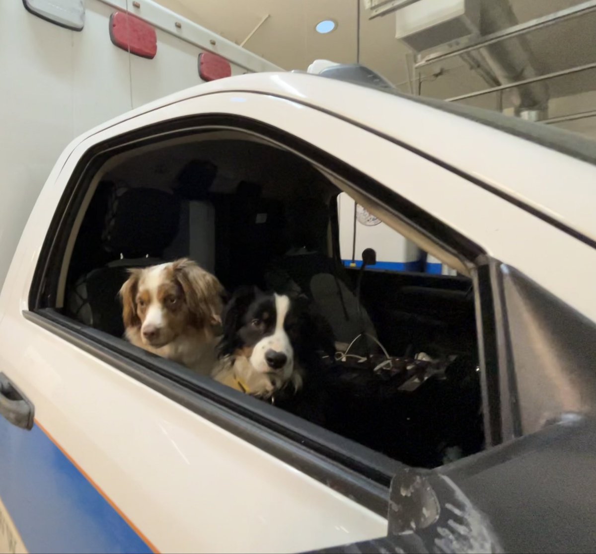 Weezy and Eldy are my EMT-D partners today.