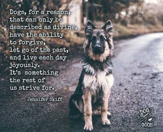 ShadowDogDesign's tweet photo. #Dogs, for a reason that can only be described as #divine, have the ability to forgive. let go of the past, and live each day #joyously. It's something the rest of us strive for - Jennifer Skiff
#Dog #LiveJoyously #DogsAreDivine #BestFriend #DogsAreLove https://t.co/sdq41TrBK3