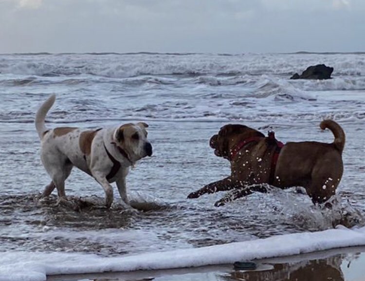 adrian_hearn's tweet photo. Fantastic couple of days in North Devon, staying in Skirr Cottage, former home of Henry Williamson, author of Tarka the Otter which he wrote 3 doors down. Stunning beaches of Putsborough &amp; Croyde nearby. Can recommend The Rock Inn for its food and drink. https://t.co/3tNhgKyKqo https://t.co/VCeGuGNG7g
