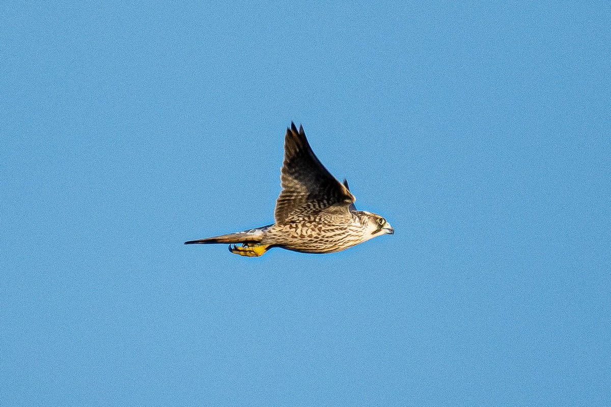 DrewWilson1971's tweet photo. Juvenile peregrine causing havoc in amongst over 1500 dunlin today. #birdphotography #birds #birdwatching #btoscotland #upperforth #innerforth #birding #scottishbirding https://t.co/glxhVQEssp