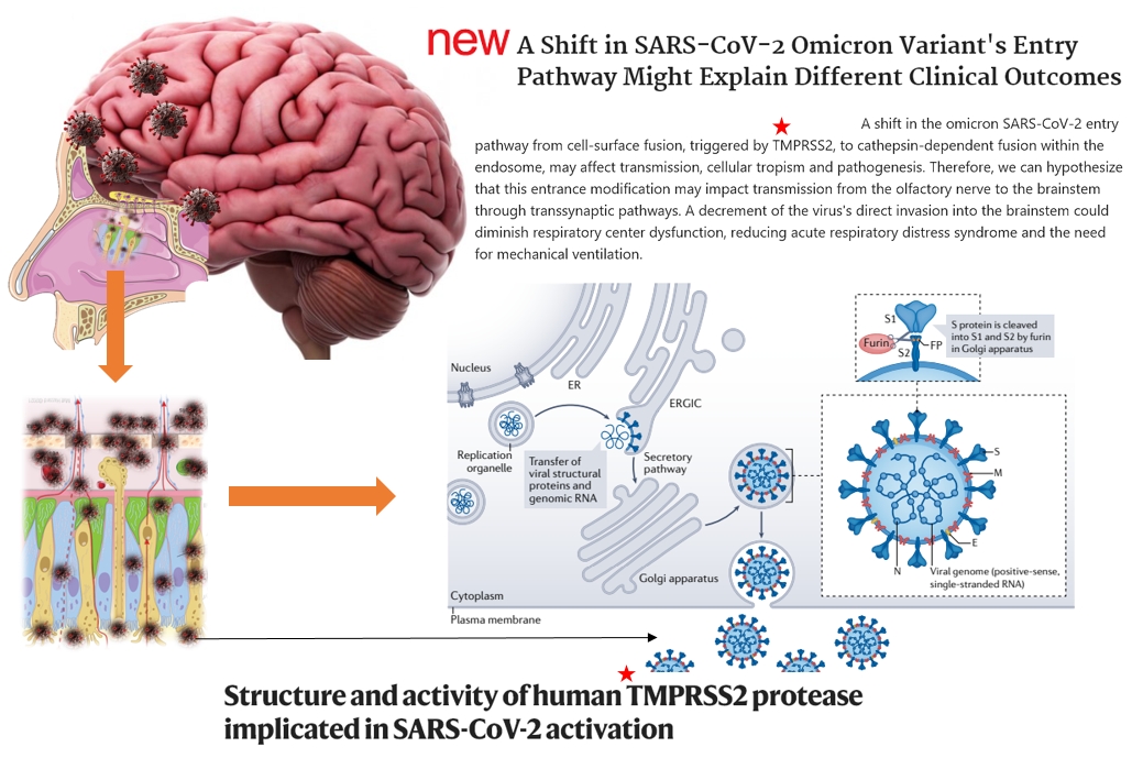 AMannanBaig's tweet photo. This is what Omicron has been doing and we just discovered it now !!! It could be from the nose to the brain....just that!
This paper reveals new ways adopted by SARS-CoV-2 to enter the brain. 
https://t.co/TymrSisVNy https://t.co/vO7zg6HOnE
