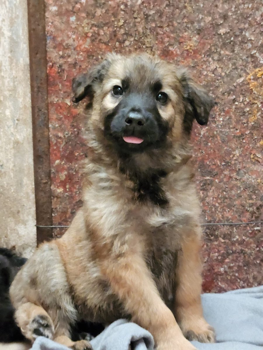 perrosdelalma's tweet photo. Estoy buscando familia para mis hermanitos y para mi, no somos de raza, nos dejaron en una caja cerca del refugio. Nos dan una pata por favor. Gracias. 1164220819. https://t.co/IugNRElCqu