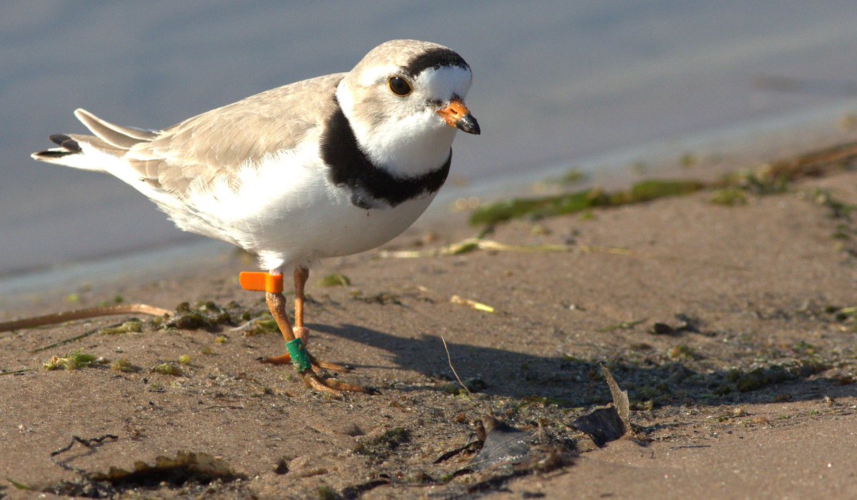 NycPlover's tweet photo. Sign up for our webinar Tuesday night at 7 w/ Dr Alison Kocek, @sunyesf, who will discuss Piping Plovers along NY’s Great Lakes! Plovers on the Great Lakes are doing well. Let’s find out why! Must register to attend. https://t.co/bRDP9fKKHF #protecttheplovers (photo: Matt Brown) https://t.co/3CZ0x2FXyN