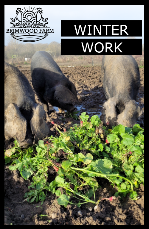 GWakelingWriter's tweet photo. SUNDAY DIARY

It's been a busy week on the farm. Lots of fun projects to get on with. 

https://t.co/yjMo6hS9Ly https://t.co/lmIjuXveIM