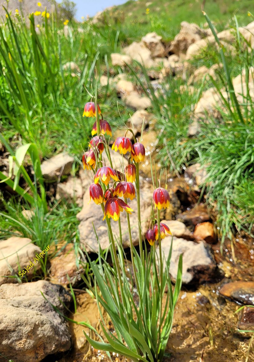 SajadAlipour98's tweet photo. Fritillaria reuteri
Liliaceae
Bakhtiari-Iran; May 2022; 
Altitude: 2400m
This endangered species ONLY grows beside and inside of springs. these years, due to climate change, successive droughts and overgrazing, the survival of this species has faced serious risks
#climatechange https://t.co/BL1EftY9sH