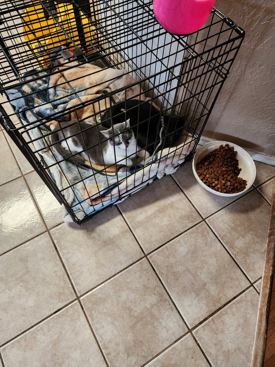 DedeDunlap62's tweet photo. @Ekktra Binx and Whiskers comfortable in the dog crate. https://t.co/NKxK7OyETY