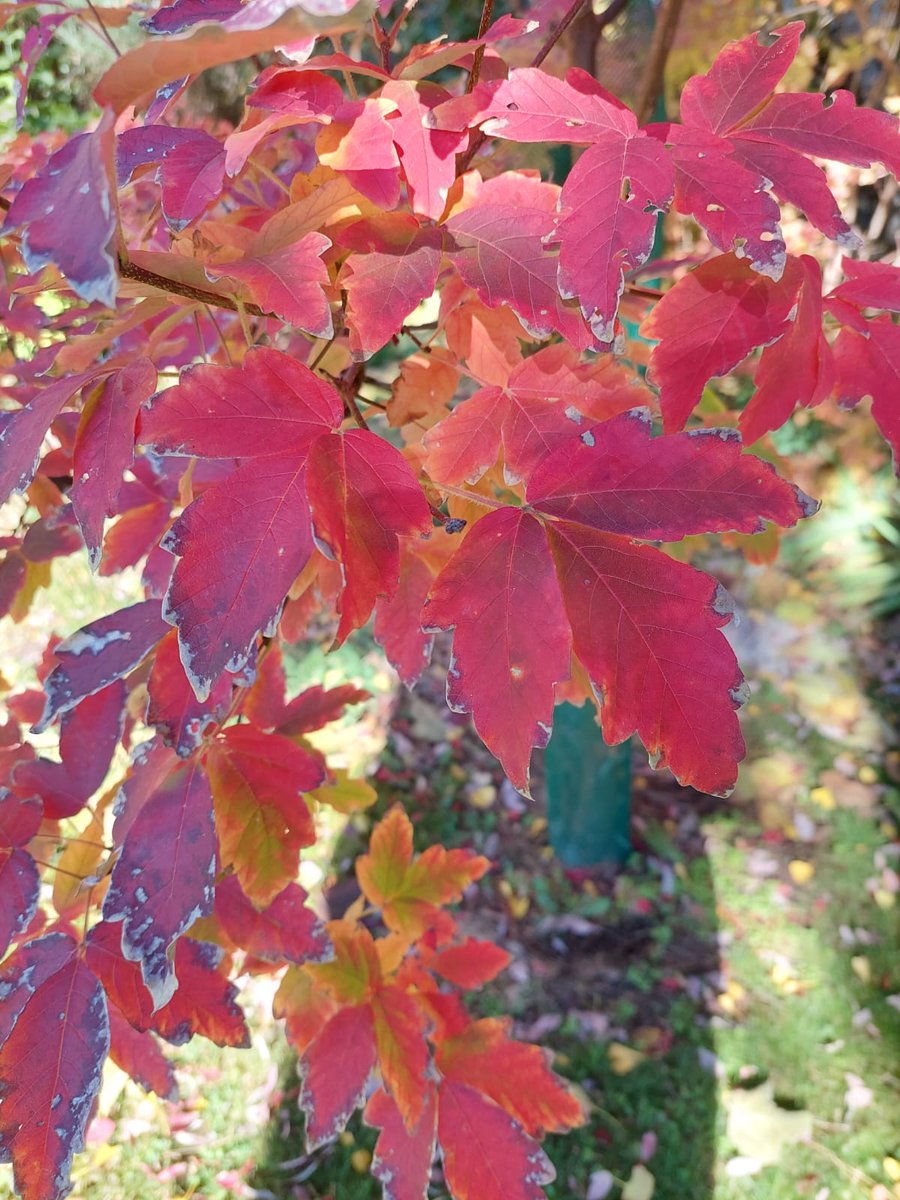 The Maple Society tweet media