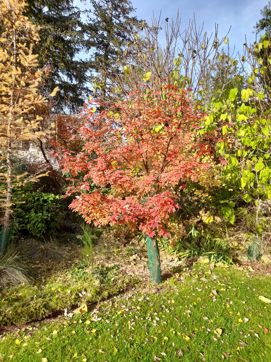 The Maple Society tweet media