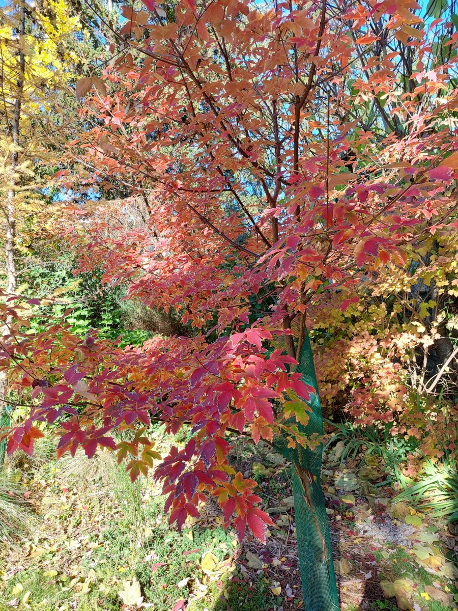 The Maple Society tweet media