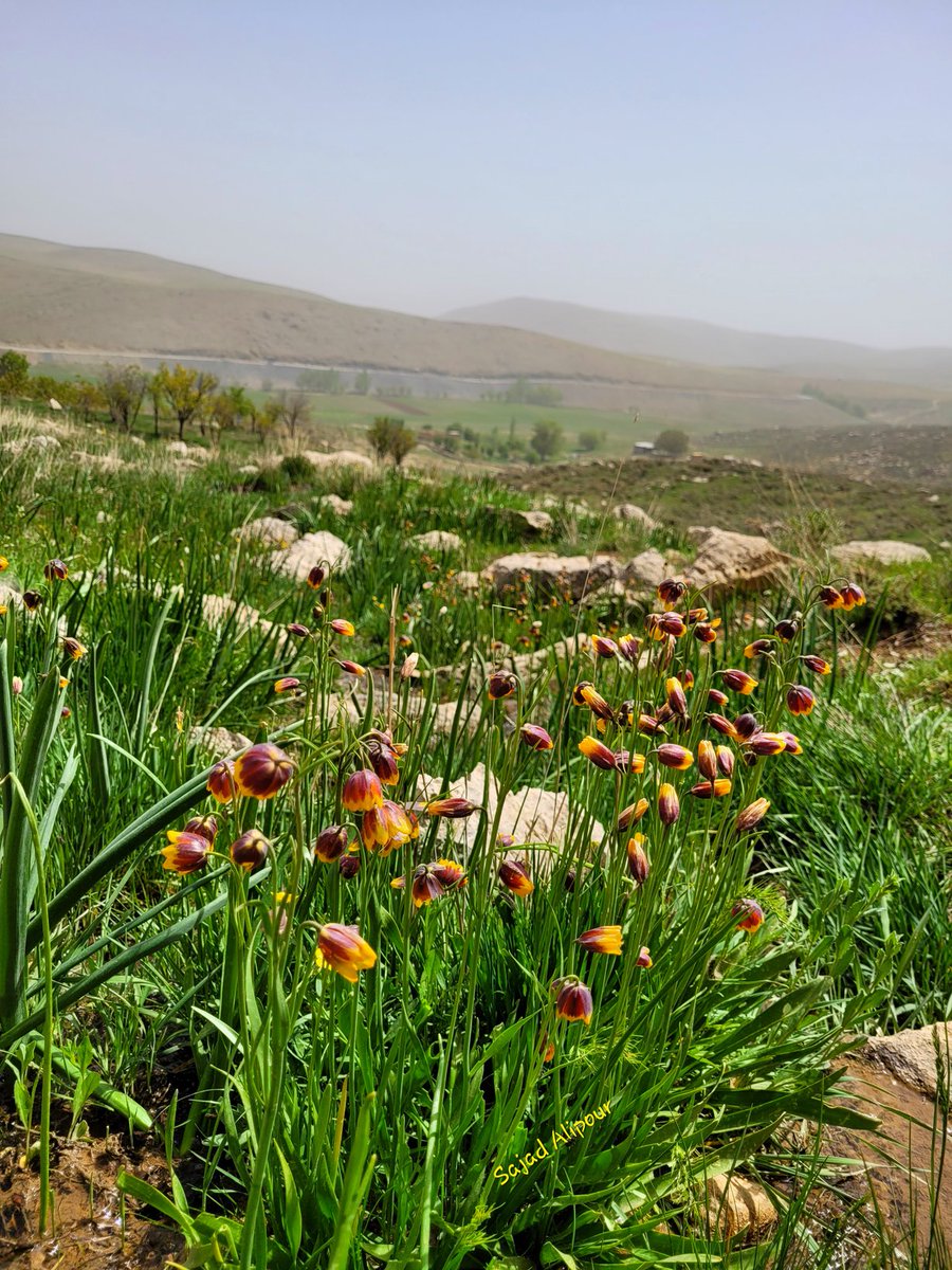 SajadAlipour98's tweet photo. Fritillaria reuteri
Liliaceae
Bakhtiari-Iran; May 2022; 
Altitude: 2400m
This endangered species ONLY grows beside and inside of springs. these years, due to climate change, successive droughts and overgrazing, the survival of this species has faced serious risks
#climatechange https://t.co/BL1EftY9sH