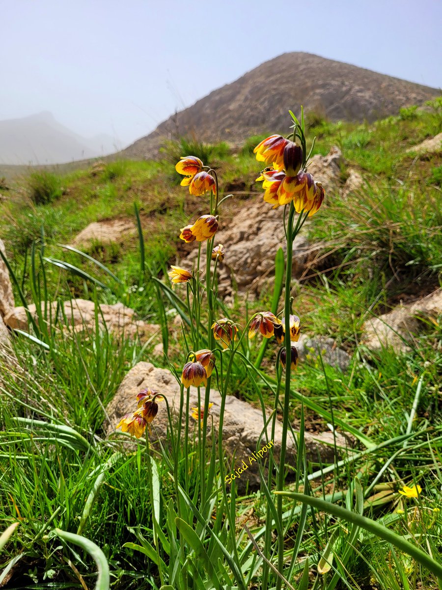 SajadAlipour98's tweet photo. Fritillaria reuteri
Liliaceae
Bakhtiari-Iran; May 2022; 
Altitude: 2400m
This endangered species ONLY grows beside and inside of springs. these years, due to climate change, successive droughts and overgrazing, the survival of this species has faced serious risks
#climatechange https://t.co/BL1EftY9sH