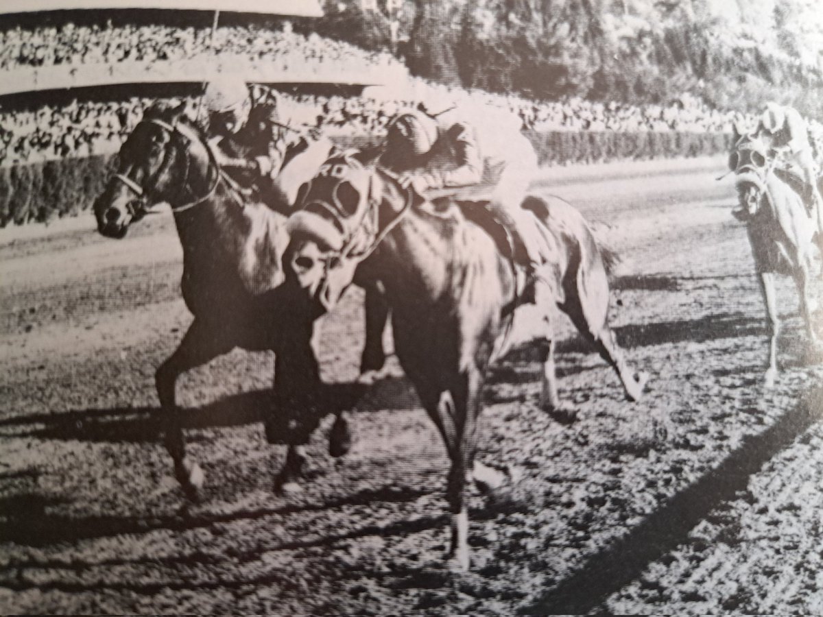 HORSERACING1002's tweet photo. TOLETE🇲🇽 1965
(TALGO II - RULANDRA BY RULERSHIP)#Tolete a G1 Stakes winner in Mexico 🇲🇽. https://t.co/fIEy7TSkdL