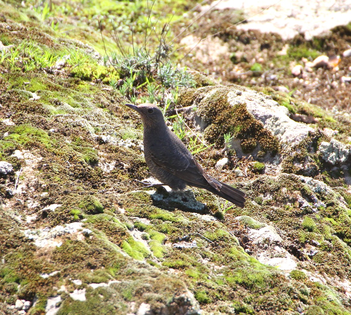 Chrishodgebird tweet picture