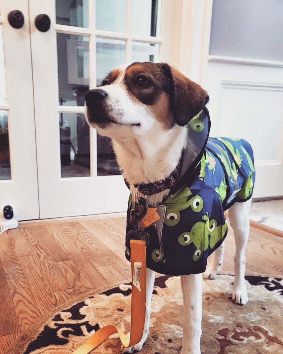 Loving my Froggy Rain Coat. #Fashionista #RainyDay #OneLove #puppy #DogsofTwittter #dogs