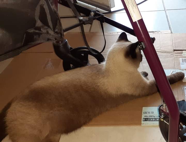 bohicasis's tweet photo. I have company
Mew,the fearless barn cat frm Indiana https://t.co/9PltBp4ZFX