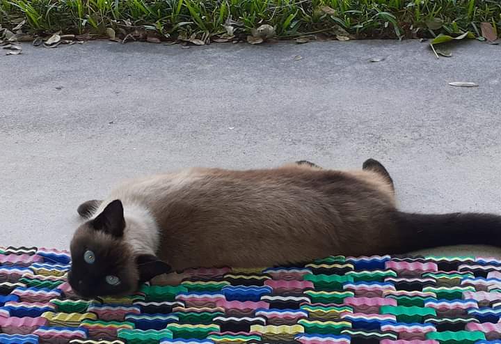 bohicasis's tweet photo. I have company
Mew,the fearless barn cat frm Indiana https://t.co/9PltBp4ZFX