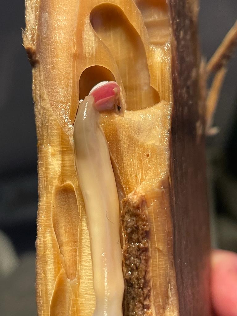 DorsetLimpet's tweet photo. I can now see why ships of old dreaded the Shipworm (Teredo spp.) This small fragment of sawn softwood washed up on Chesil beach recently had many individuals lurking inside.
#shipworm https://t.co/wWdMd5aGGz