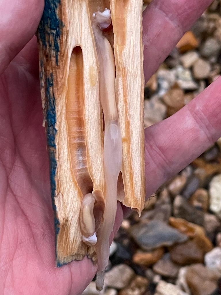 DorsetLimpet's tweet photo. I can now see why ships of old dreaded the Shipworm (Teredo spp.) This small fragment of sawn softwood washed up on Chesil beach recently had many individuals lurking inside.
#shipworm https://t.co/wWdMd5aGGz
